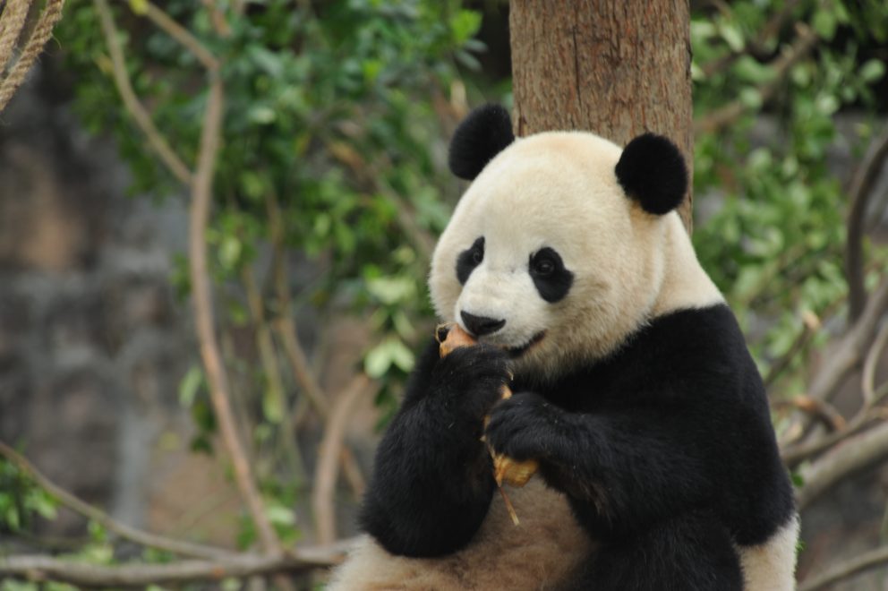 Johnson Panda AP Multimedia Newsroom - Opening Ceremony Launches Inaugural 'China ...